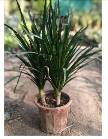 Dracaena draco