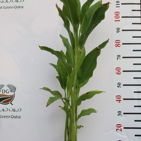 Canna indica "Green Leaf"