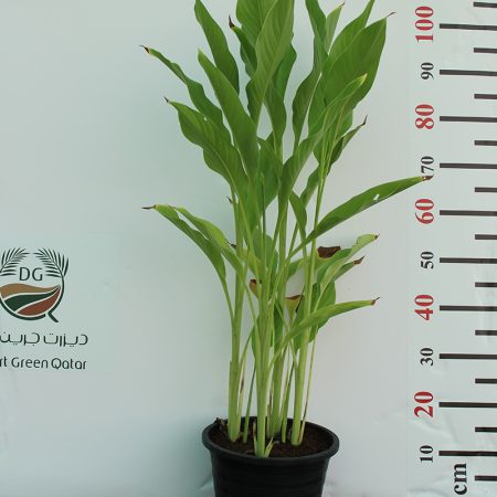 Canna indica "Green Leaf"