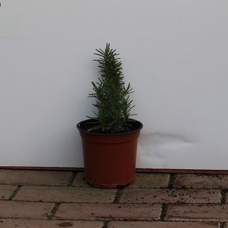 Rosemarinus officinalis