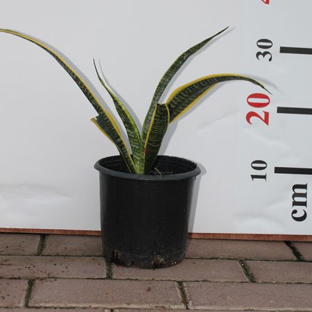 Sansevieria trifasciata 40-50cm