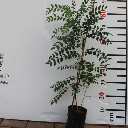 Murraya koenigii "Curry Leaf" 70-80cm