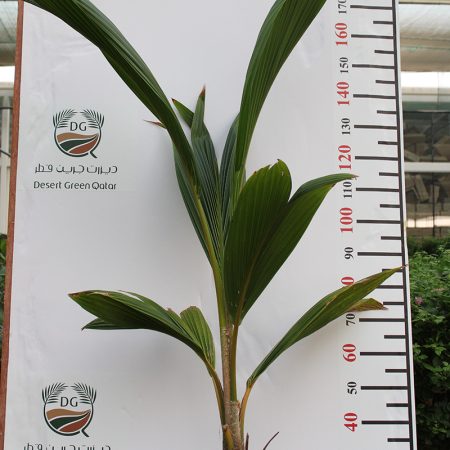 Cocos nucifera 1.5-1.8m