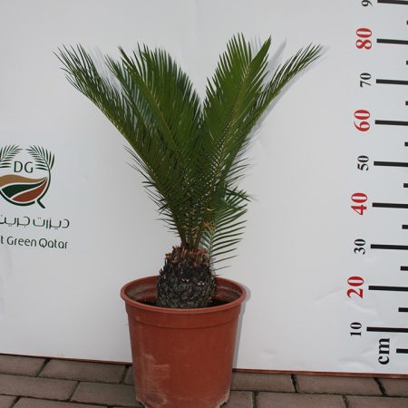 Cycas revoluta 80-100cm