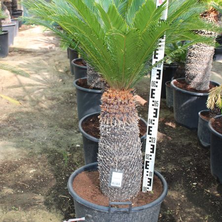 Cycas revoluta 70-80cm
