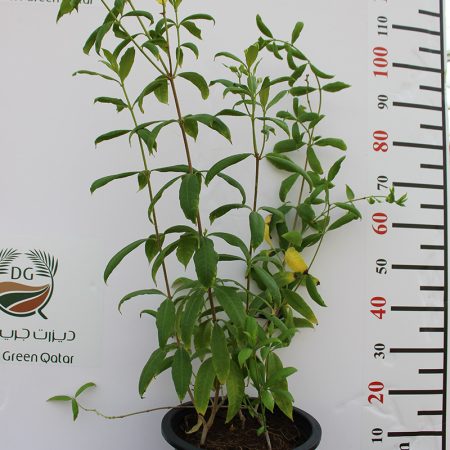 Allamanda catharitica