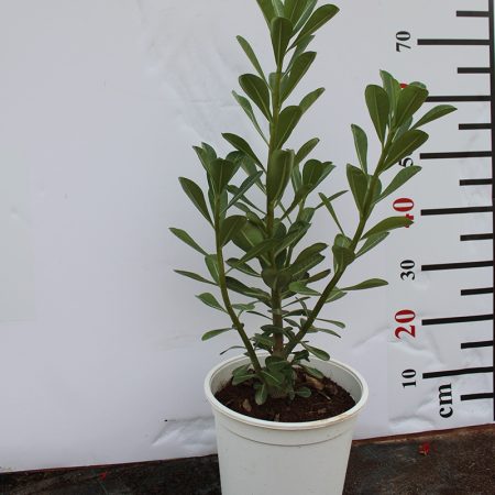 Adenium obesum