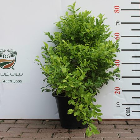 Duranta (Repens Golden)