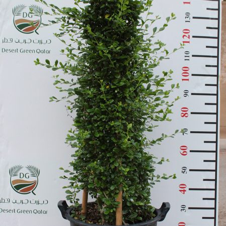 Ehretia Cone Shape(Calypot)