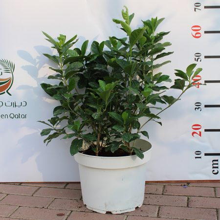 Gardenia Jasmin: "First Love"