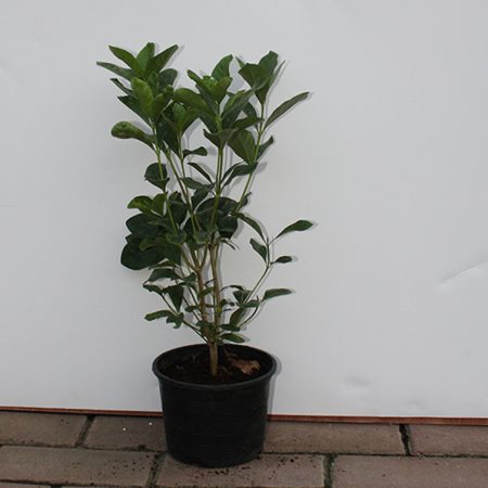 Gardenia Jasmin: "First Love"