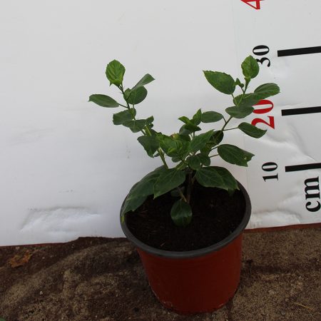 Hibiscus rosa-sinensis 3ltr