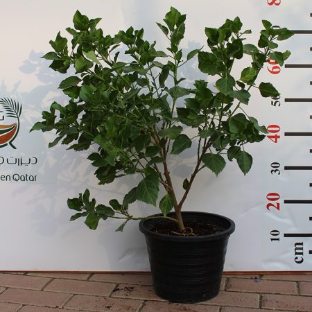 Hibiscus red (Tall Red) 40-50cm