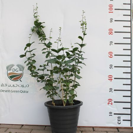 Jasminum Mogra "Full Lebnani"