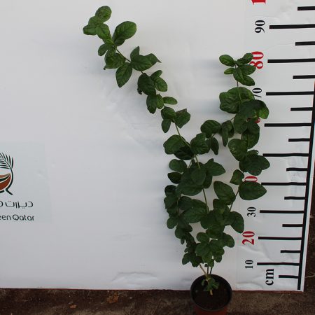 Jasminum Mogra "Full Lebnani"