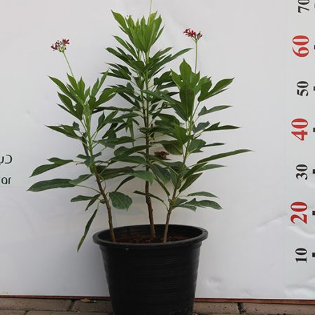 Jatropha pandurifolia