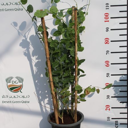 Jasminum sambac(Motia)