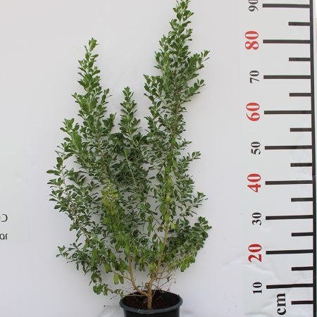 Leucophyllum frutescens