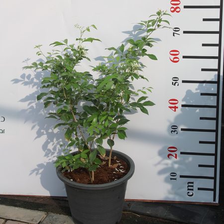 Murraya paniculata Bushy