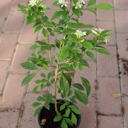 Murraya paniculata