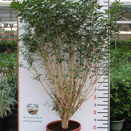 Murraya paniculata 'Bushy'