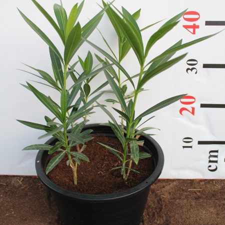 Nerium oleander 'Mix'