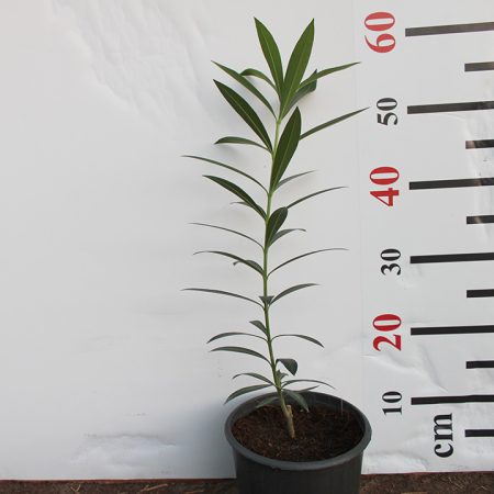 Nerium Oleander