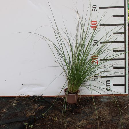 Pennisetum setaceum