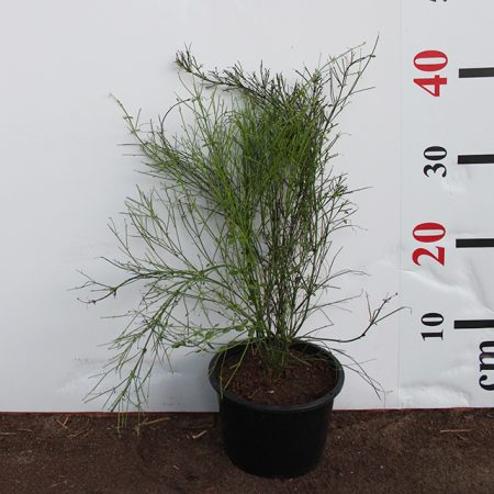 Russelia equisetiformis