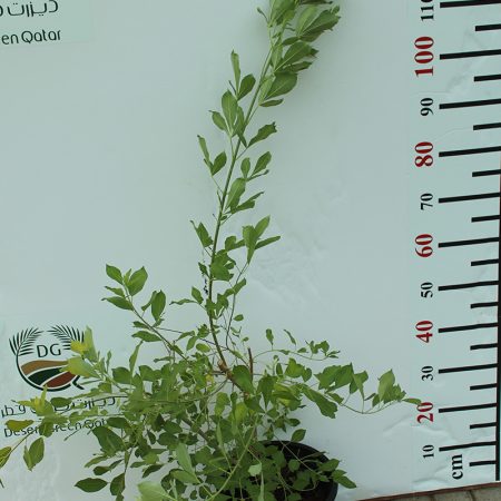 Vitex trifolia purpurea