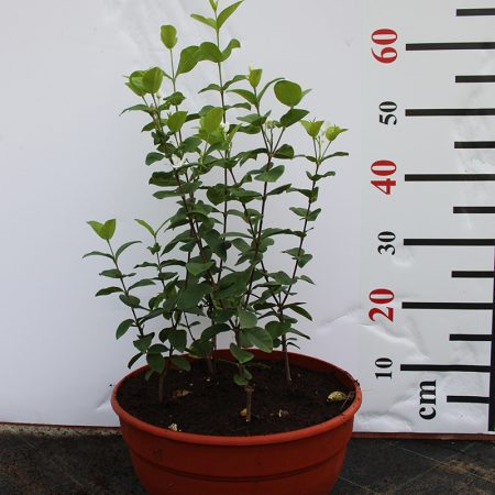 Wrightia milky way 40-50cm