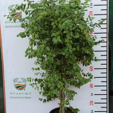 Wrightia religiosa 1.2-1.4m