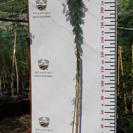 Acacia farnesiana 2-2.5m ht