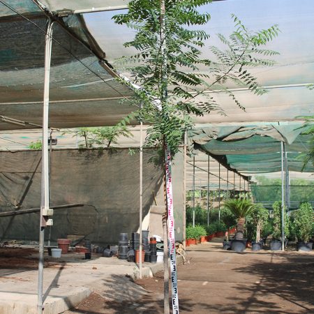 Azadirachta indica " Neem "