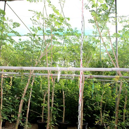 Albizia saman "Samanea saman"