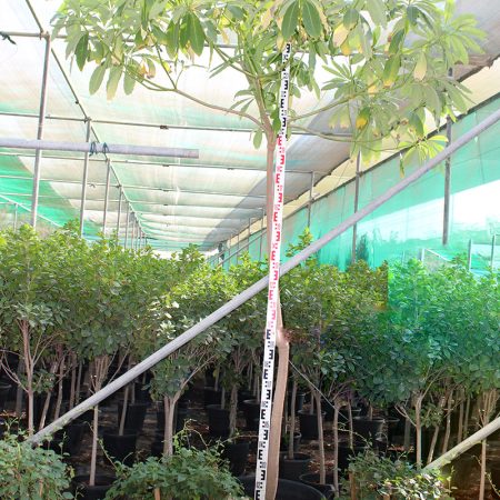 Alstonia Scholaris 2.5-3m, 30-35mm dia