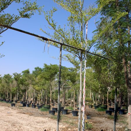 Bucida buceras ( 4.5-5.0m Height, 6-7cm Dia )