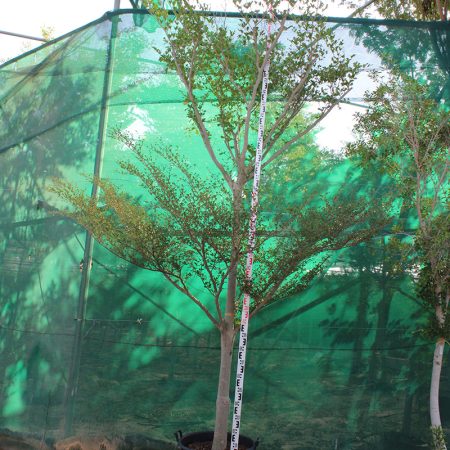 Bucida buceras (3.0- 3.5m Height, 40-50mm di)