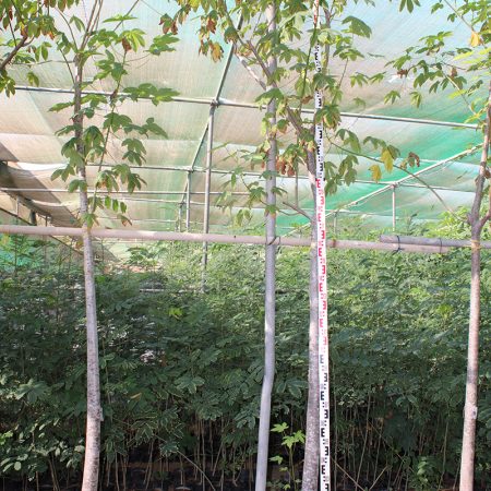 Cochlospermum religiosum 3"