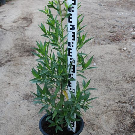Conocarpus saudi