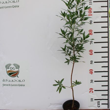 Conocarpus saudi