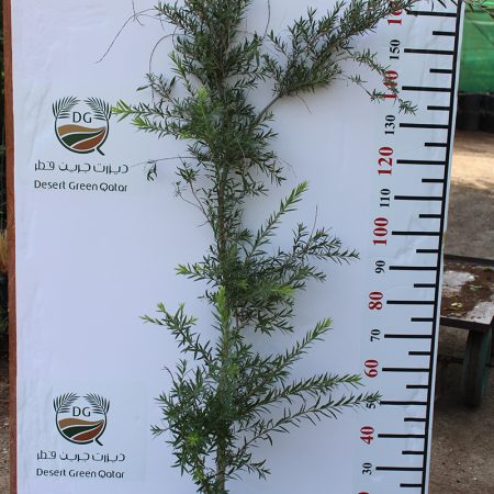 Callistemon V. 'Little John'