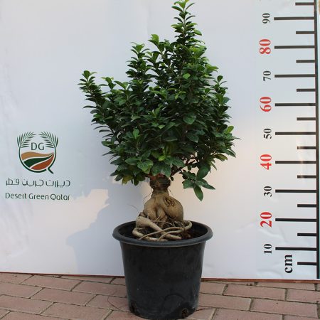 Ficus Bonsai " 2000 GM "