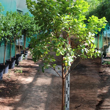Ficus diversifolia '1Head' 1.6m