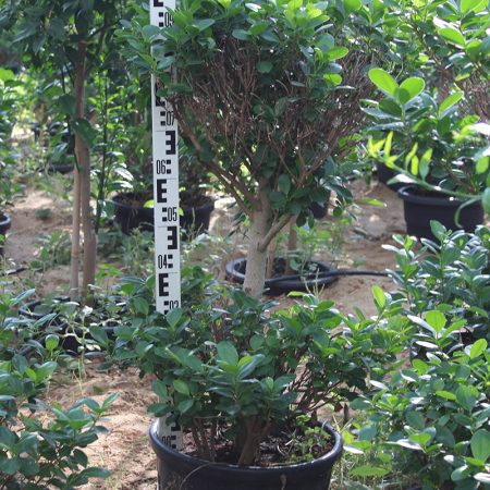 Ficus diversifolia '2Head' ( 1.0 - 1.2m Height )