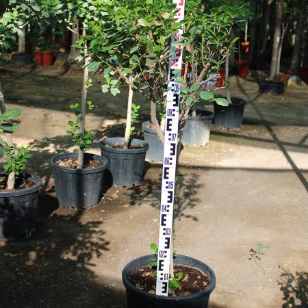 Ficus diversifolia  (1 Head ) 1.5M