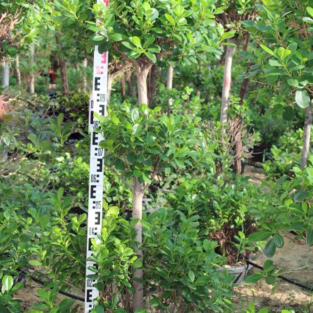 Ficus diversifolia '3Head'