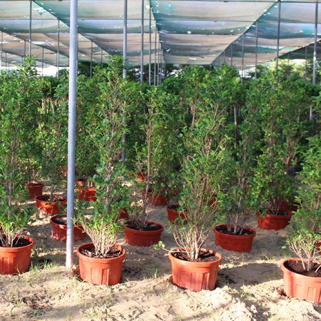 Ficus diversifolia 'Cone shape