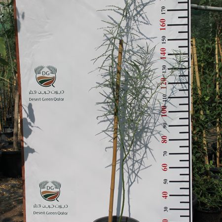 Parkinsonia aculeata