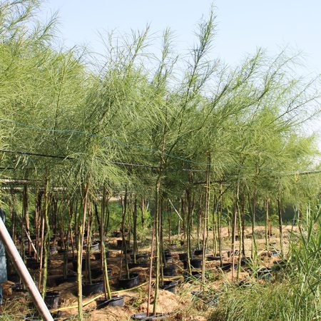 Parkinsonia aculeata